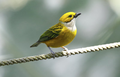 Silver-throated Tanager (Tangara icterocephala)