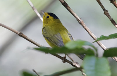 Wilsons Warbler (Cardellina pusilla) Hotel Buena Vista - Alajuela - Costa Rica