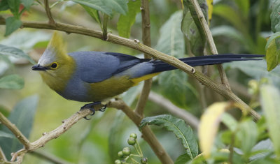 Long-tailed Silky-flycatcher (Ptiliogonys caudatus)