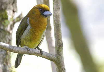 Prong-billed Barbet (Semnornis frantzii)