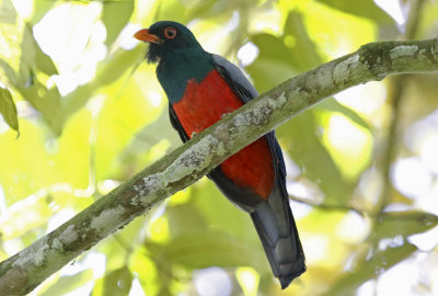 Slaty-tailed Trogon (Trogon massena)