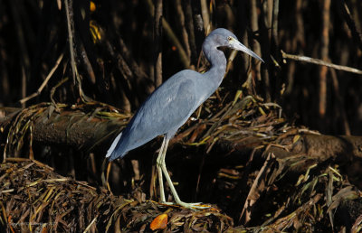Little Blue Heron (Egretta caerulea)