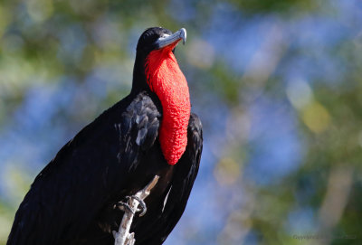 Magnificent Frigatebird (Fregata magnificens)