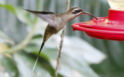 Long-billed Hermit (Phaethornis longirostris)
