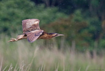 Great Bittern (Botaurus stellaris) Zevenhuizerplas - Populierenbosje