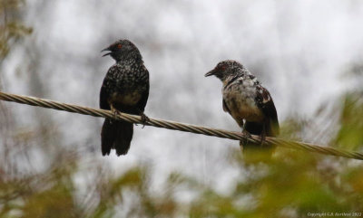 Hinde's Babbler (Turdoides hindei)