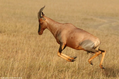 Topi (Damaliscus lunatus)