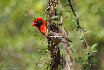 Red-headed Weaver (Anaplectes rubriceps)