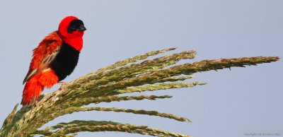 Northern Red Bishop (Euplectes franciscanus