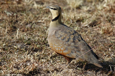 Yellow-throated Sandgrouse (Pterocles gutturalis)