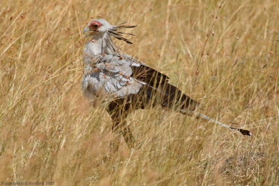 Masai Mara National Reserve: Birds