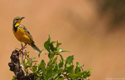 Passeriformes: Motacillidae - Wagtails, Pipits