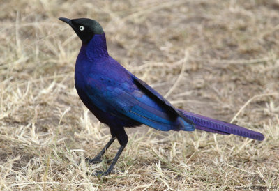 Passeriformes: Sturnidae - Starlings