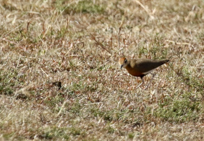 Temminck's Courser (Cursorius temminckii)