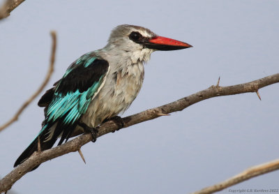 Woodland Kingfisher (Halcyon senegalensis)