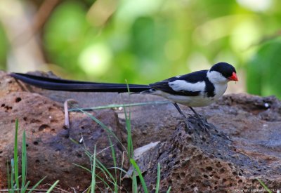Pin-tailed Whydah (Vidua macroura)