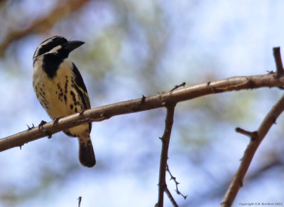 Spot-flanked Barbet (Tricholaema lacrymosa)