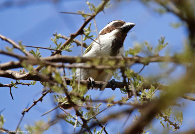 Black-throated Barbet (Tricholaema melanocephala)