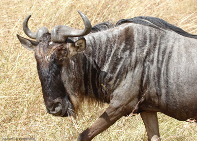 Western White-bearded Wildebeest (Connochaetes taurinus mearnsi) Masai Mara National Reserve, Kenya