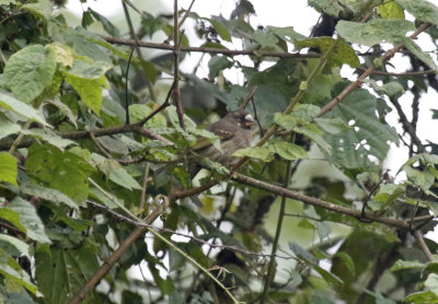 Thick-billed Seedeater (Crithagra burtoni albifrons) Mount Kenya, Castle Forest