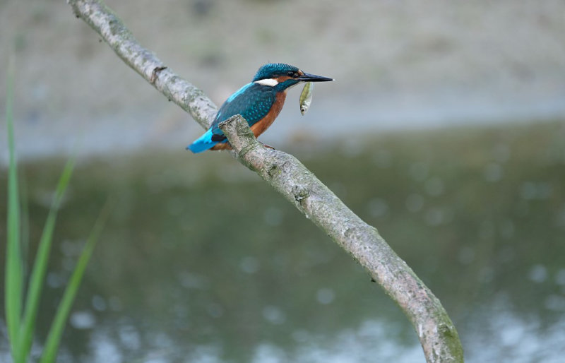 IJsvogel / Common Kingfisher (de Oelemars)