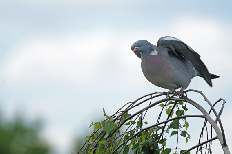 Houtduif / Common Wood Pigeon (Laurapark-Hengelo)