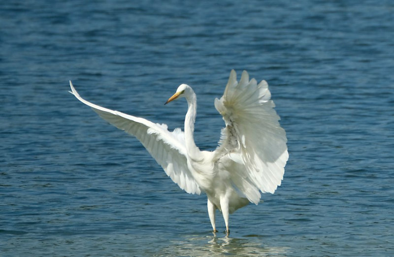 Grote Zilverreiger / Western Great Egret (de Oelemars)