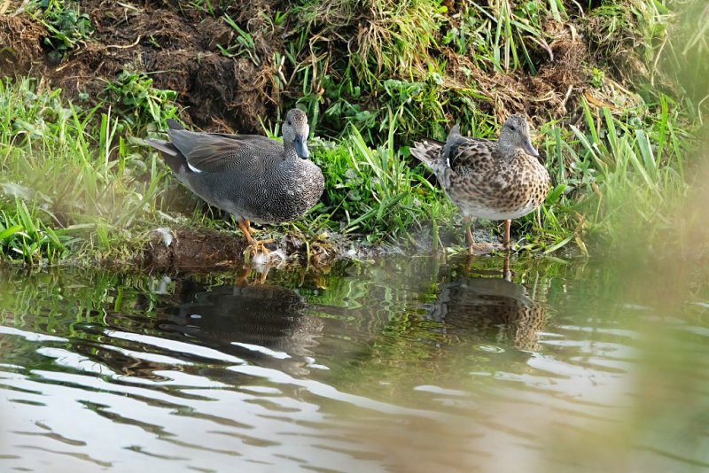 Krakeend / Gadwall (Reeuwijk)