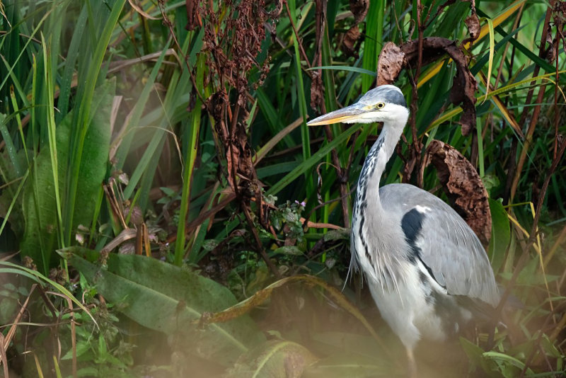 Blauwe Reiger / Grey Heron (Reeuwijk)