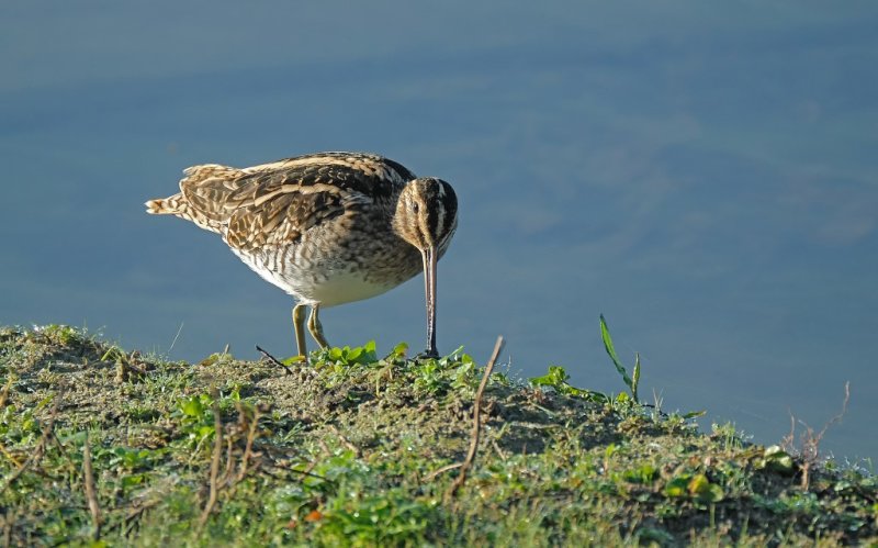 Watersnip / Common Snipe (de Oelemars)