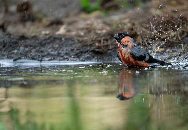 Goudvink / Eurasian Bullfinch  (hut Lemelerberg)