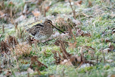 Watersnip / Common Snipe (de Oelemars)