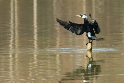 Aalscholver / Great Cormorant (de Oelemars)