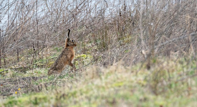 Haas / Hare (de Oelemars)
