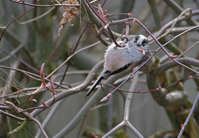 Staartmees / Long-tailed Tit (eigen tuin)