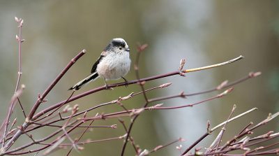 Staartmees / Long-tailed Tit (eigen tuin)