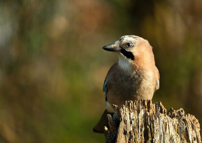 Gaai / Eurasian Jay (Tuinhut Arjan Troost)