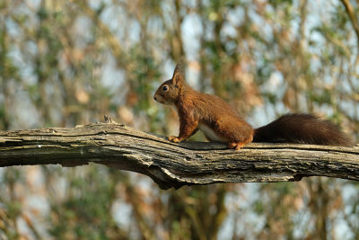 Eekhoorn / Squirrel (Tuinhut Arjan Troost)