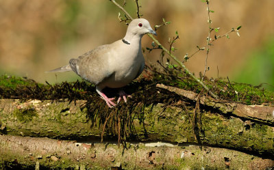 Tortelduif / Eurasian Collared Dove (Tuinhut Arjan Troost)