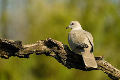 Tortelduif / Eurasian Collared Dove (Tuinhut Arjan Troost)