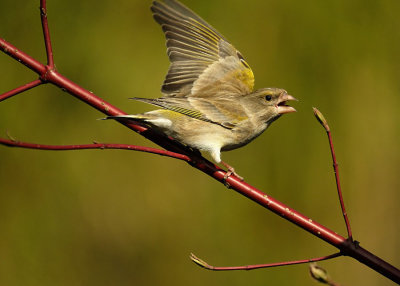 Groenling / European Green Finch (Tuinhut Arjan Troost)