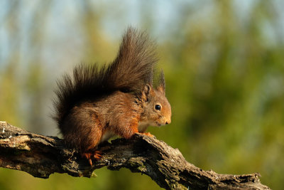 Eekhoorn / Squirrel (Tuinhut Arjan Troost)