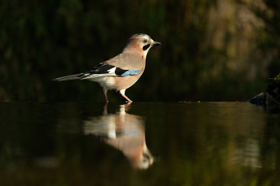 Gaai / Eurasian Jay (Tuinhut Arjan Troost)