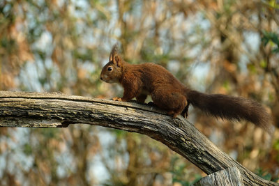 Eekhoorn / Squirrel (Tuinhut Arjan Troost)