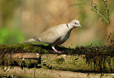 Tortelduif / Eurasian Collared Dove (Tuinhut Arjan Troost)