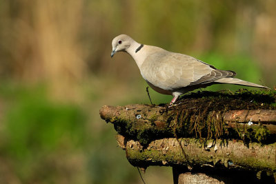 Tortelduif / Eurasian Collared Dove (Tuinhut Arjan Troost)