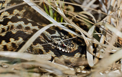 Adder (Engbertsdijksvenen)