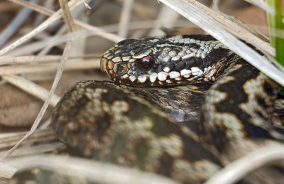 Adder (Engbertsdijksvenen)