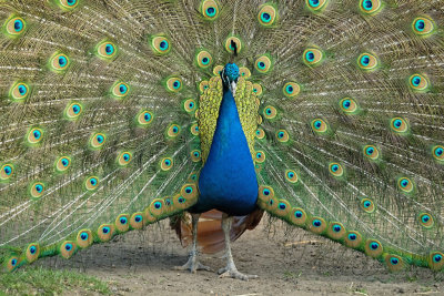 Pauw / Peacock