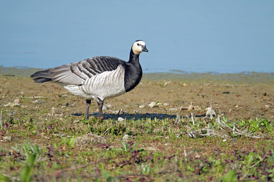 Brandgans / Barnacle Goose (de Oelemars)